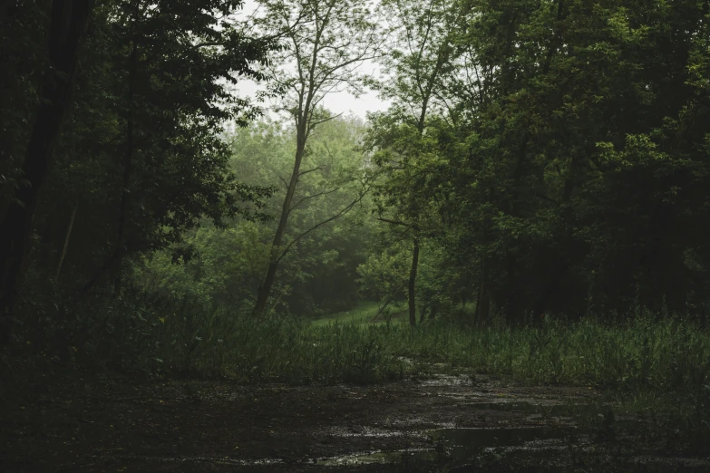 a wet road surrounded by trees in the rain