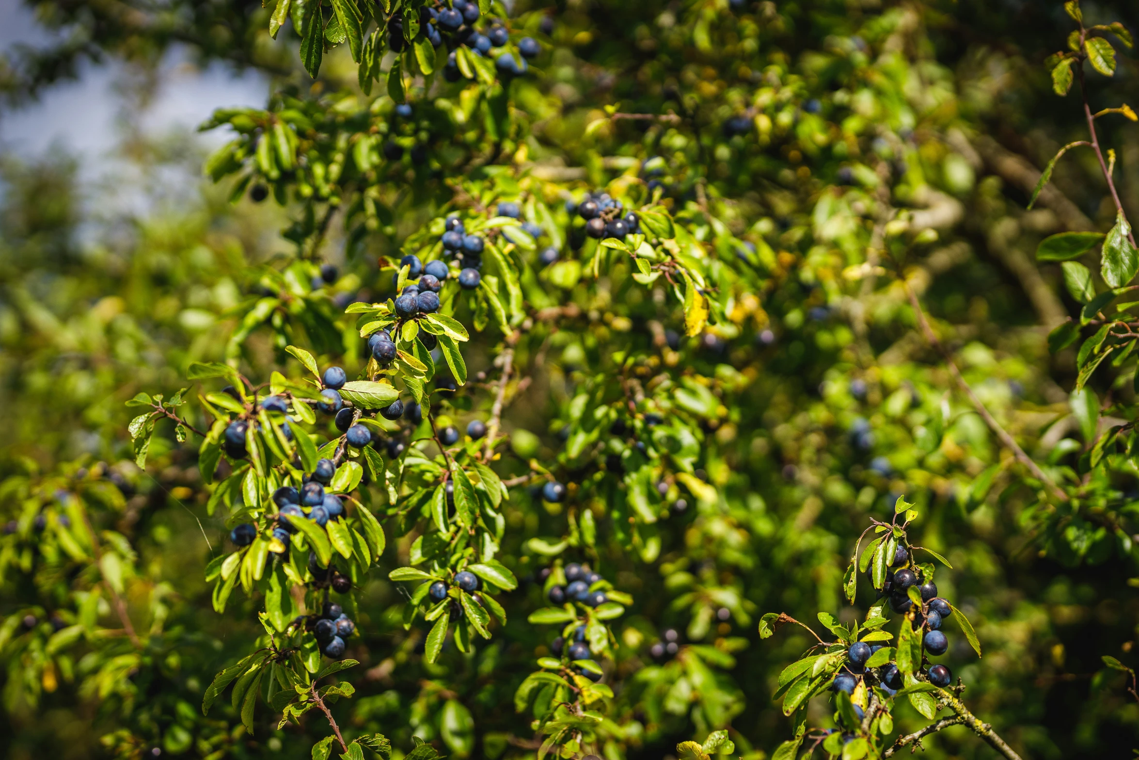 berries on trees are growing in the forest