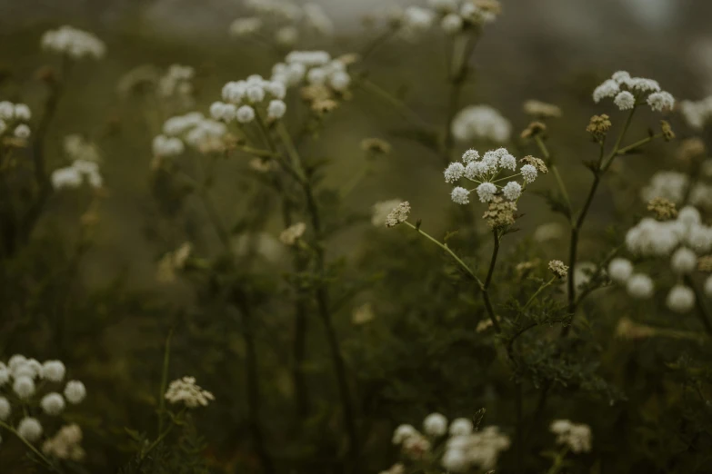 there are white flowers growing in a field