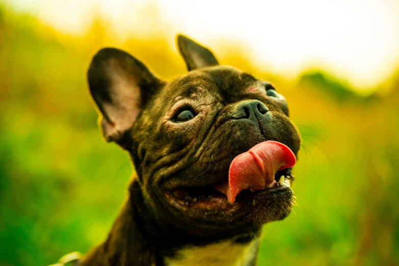 a dog making its nose hanging out outside