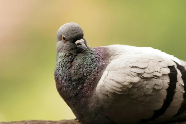 this is a pigeon resting on the ground