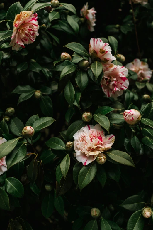 several pink flowers in bloom with green leaves