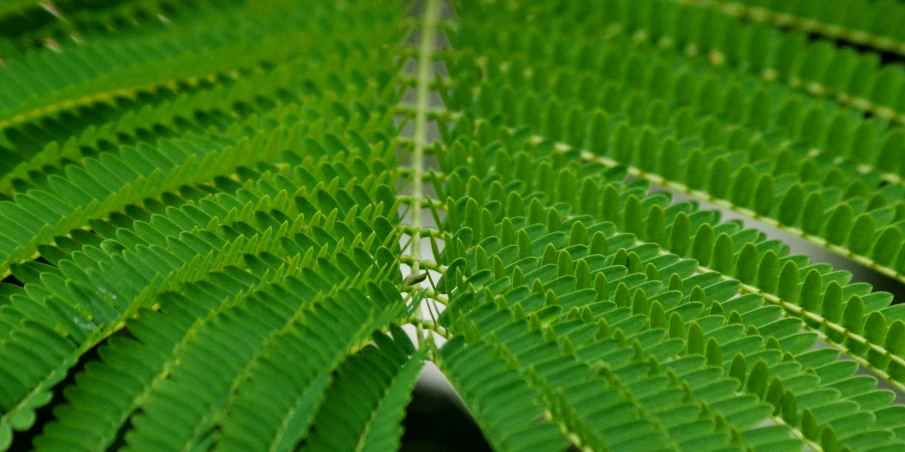 green leaf like plant seen from above