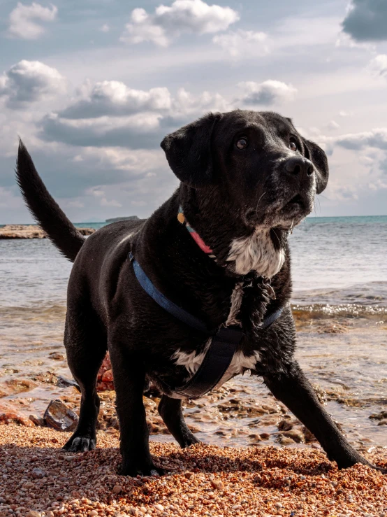 a black dog at the beach on a cloudy day