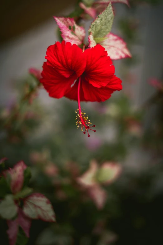 red flower with green leaves in a garden