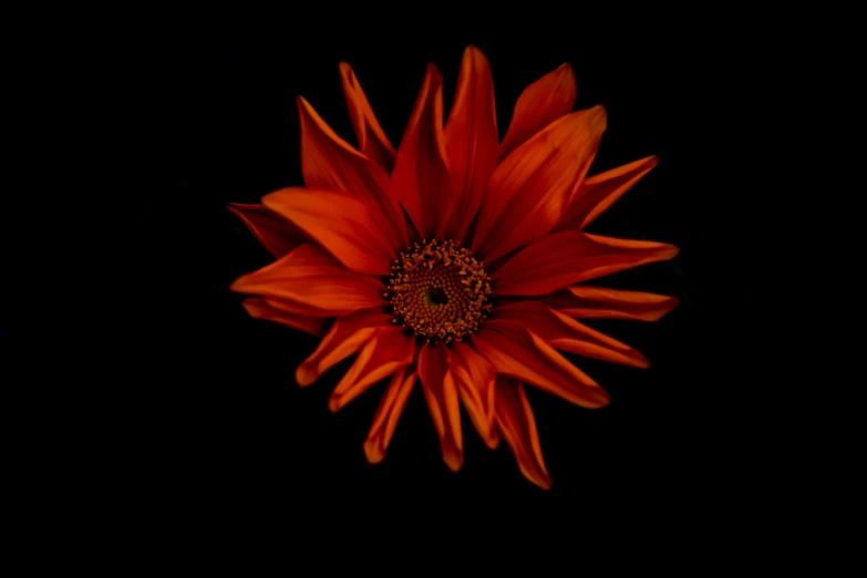 a large red flower sitting on top of a black surface