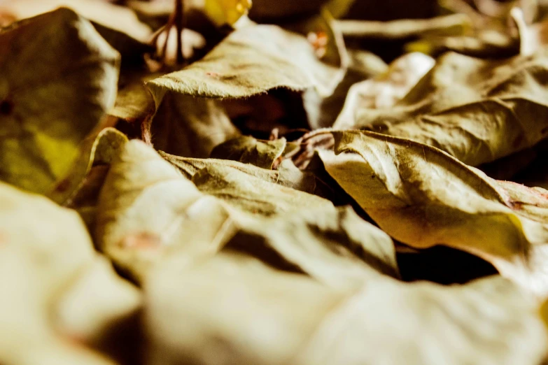 leaves with some yellow on them laying out