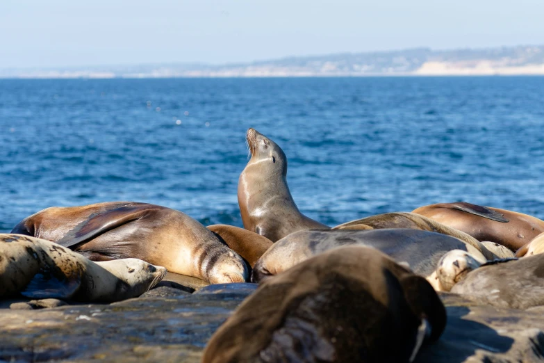 some sea lions are laying and relaxing on the rocks by the water