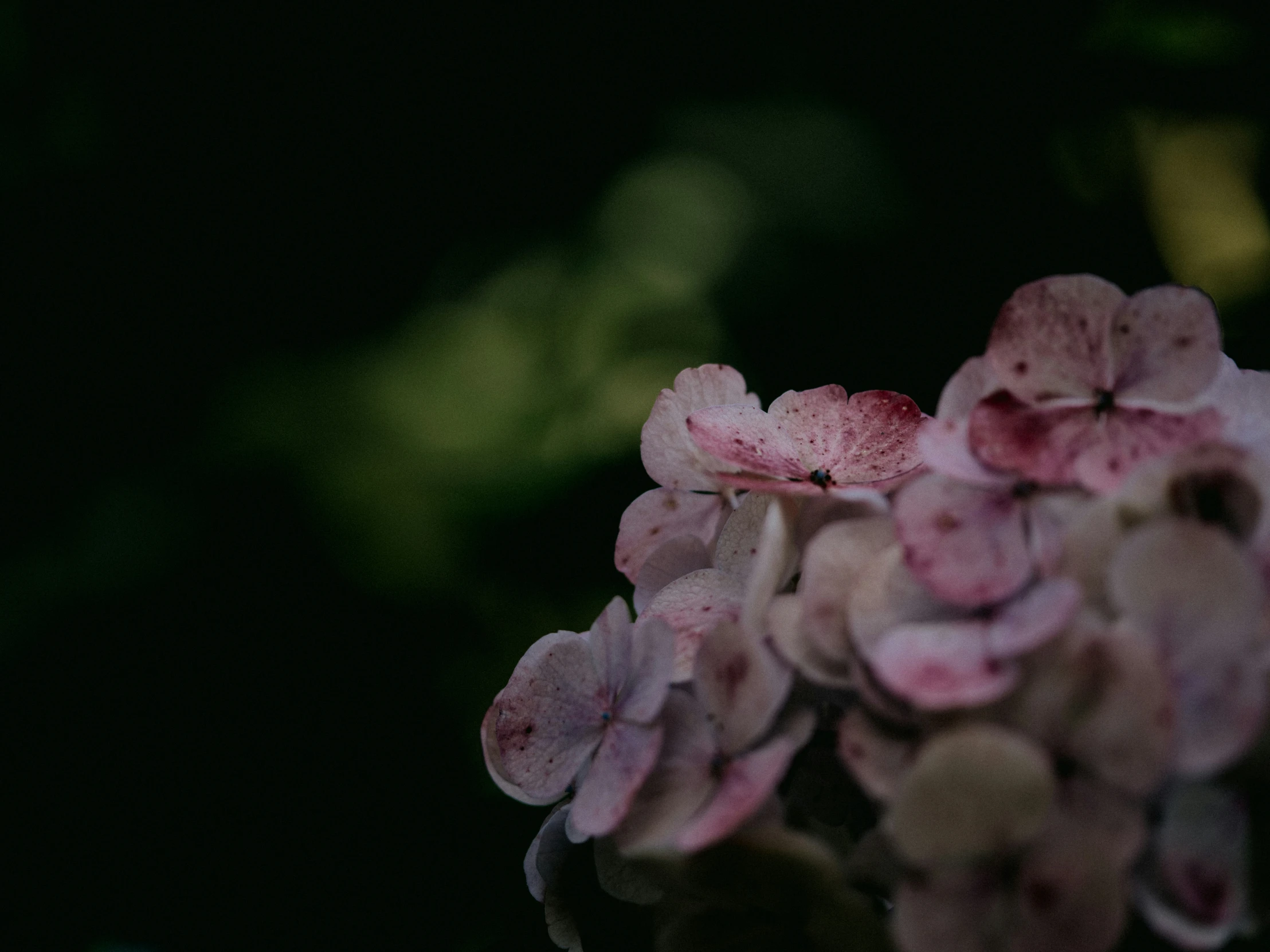 a cluster of pink flowers in a plant