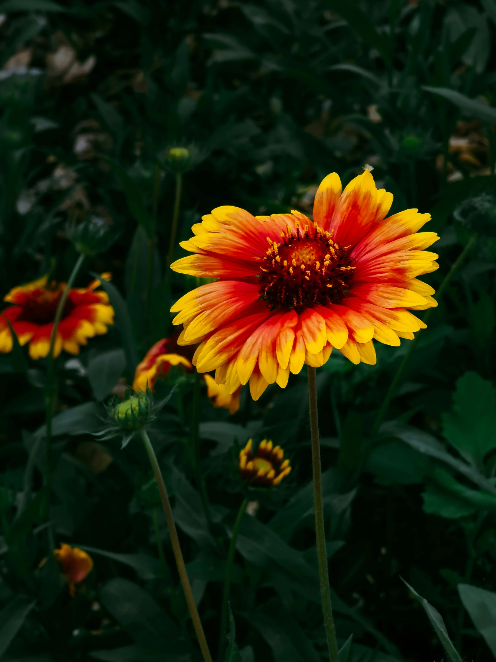 bright yellow and red flowers are near green leaves