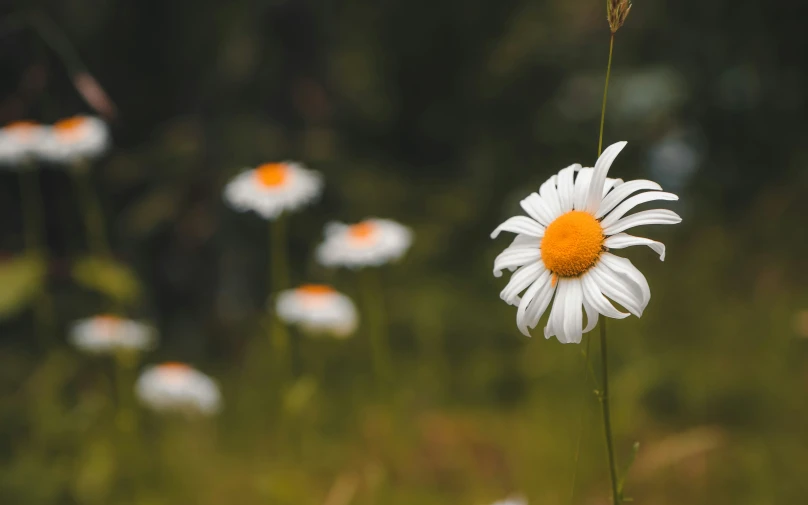 daisies growing in field near woods on sunny day