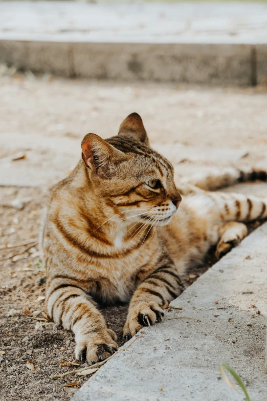 the cat is laying on the ground with his eyes closed