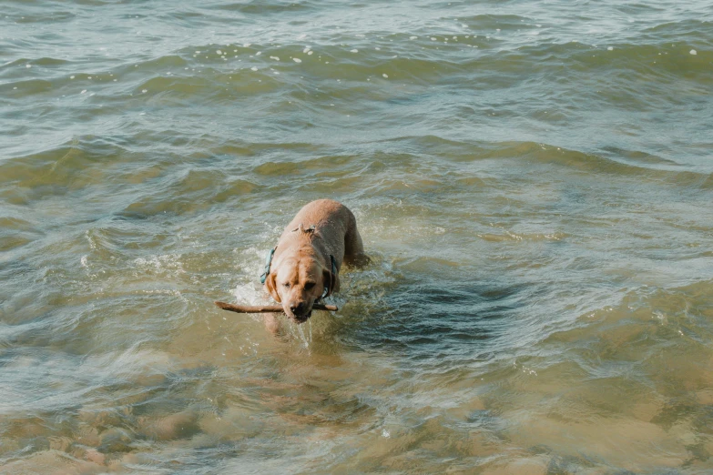 a dog wading out of the water looking for fish