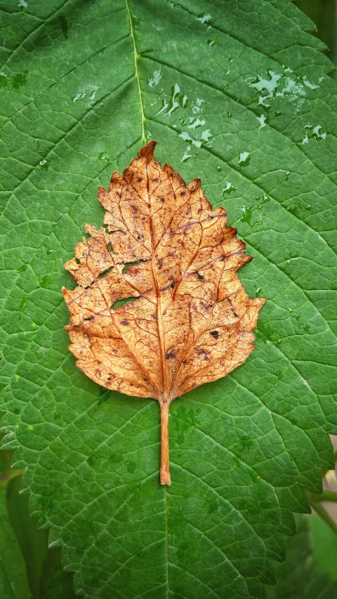 a leaf that is resting on a green leaf