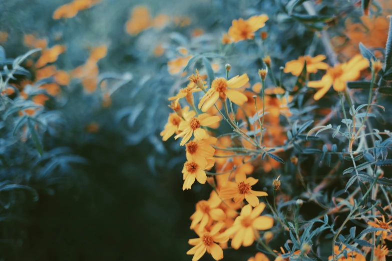 orange flowers are blooming on a sunny day