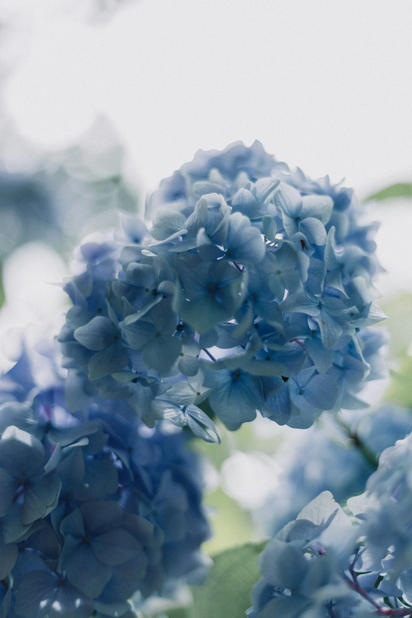 blue flowers in the foreground of an image