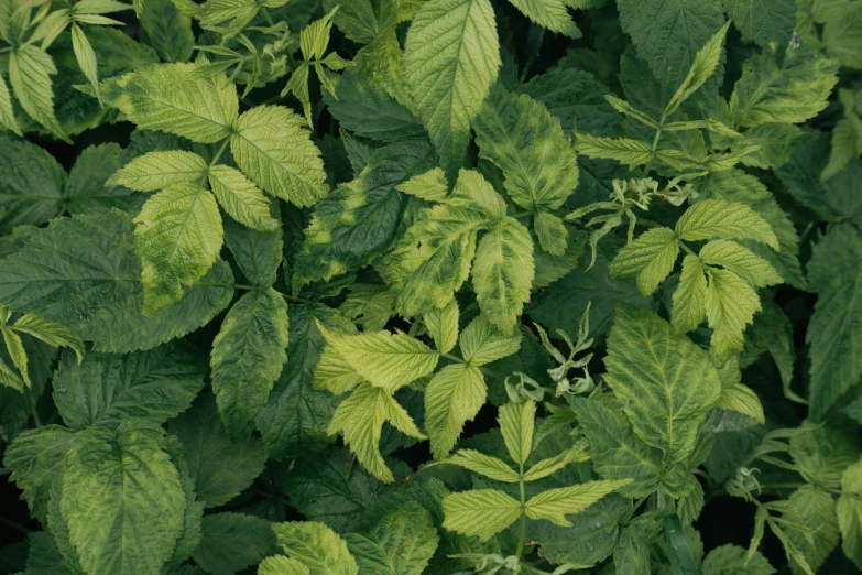 a close up view of a plant in the sun