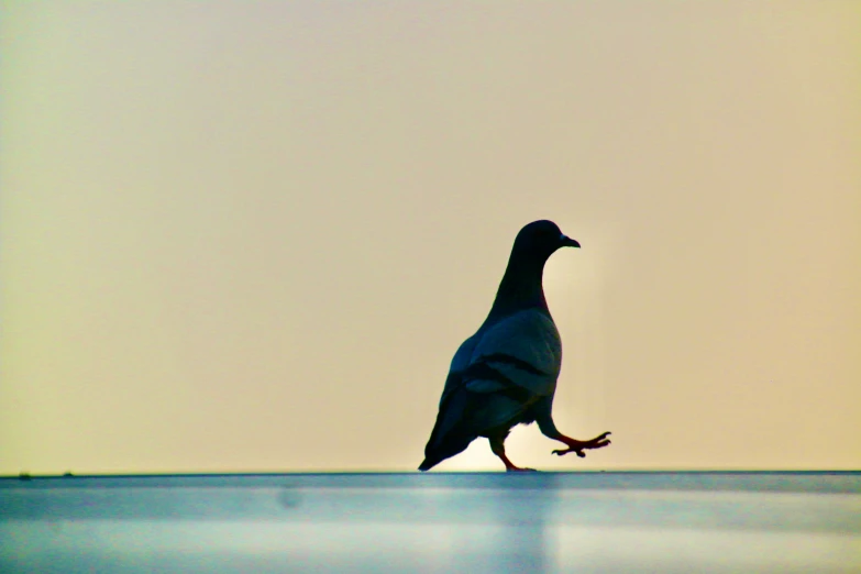 a large bird with black feathers walking in the middle of a body of water