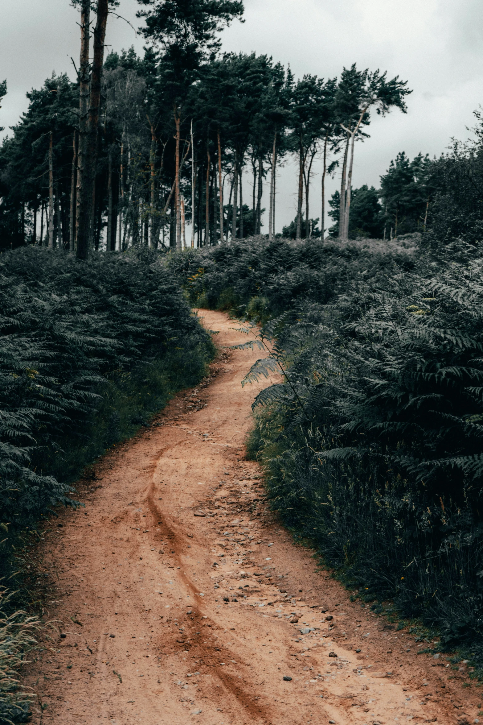 an empty trail between several trees on a cloudy day