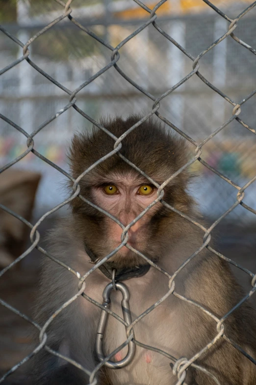 a monkey that is sitting behind a fence