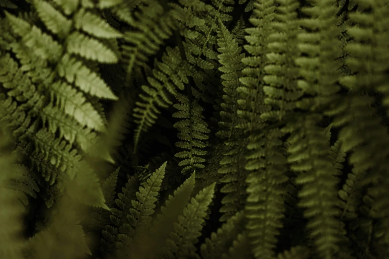 a close up po of some green leaf