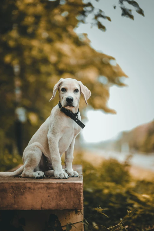 a dog that is standing on a ledge