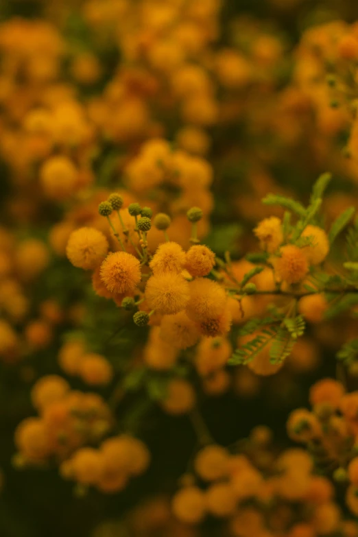 small yellow flowers are in the bush near some other plants