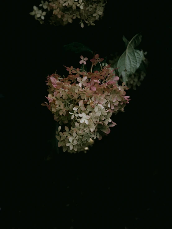 flowers are in a vase with dark lighting behind them