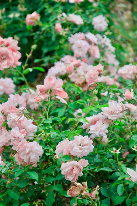 a group of pink flowers on a bush in the outdoors