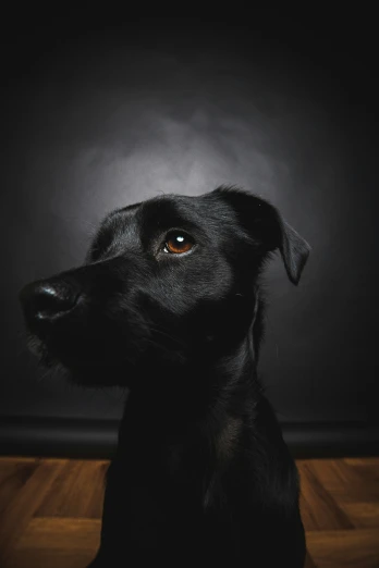 the black dog is looking up at the camera