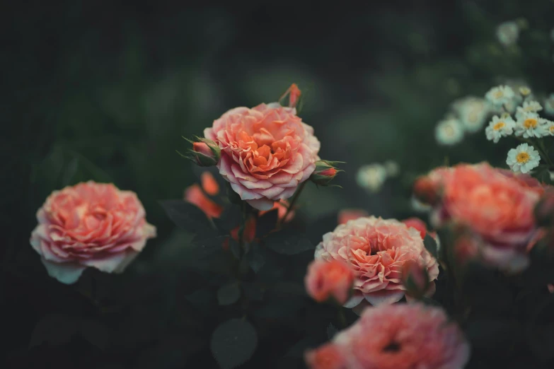 a couple of pink flowers are in the grass