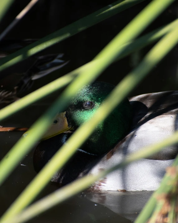 a small duck floating in the water