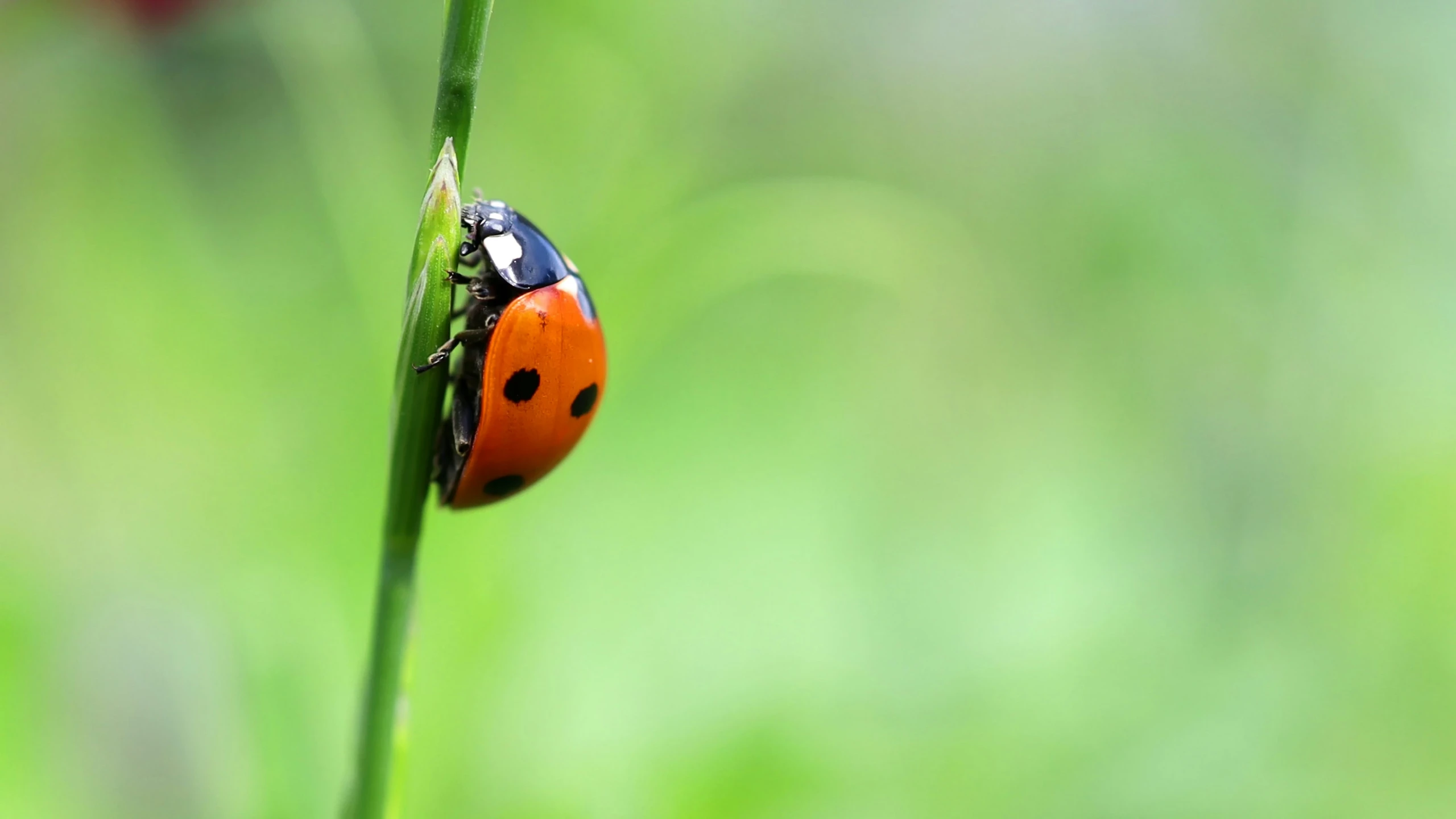 a lady bug on top of a green blade of grass