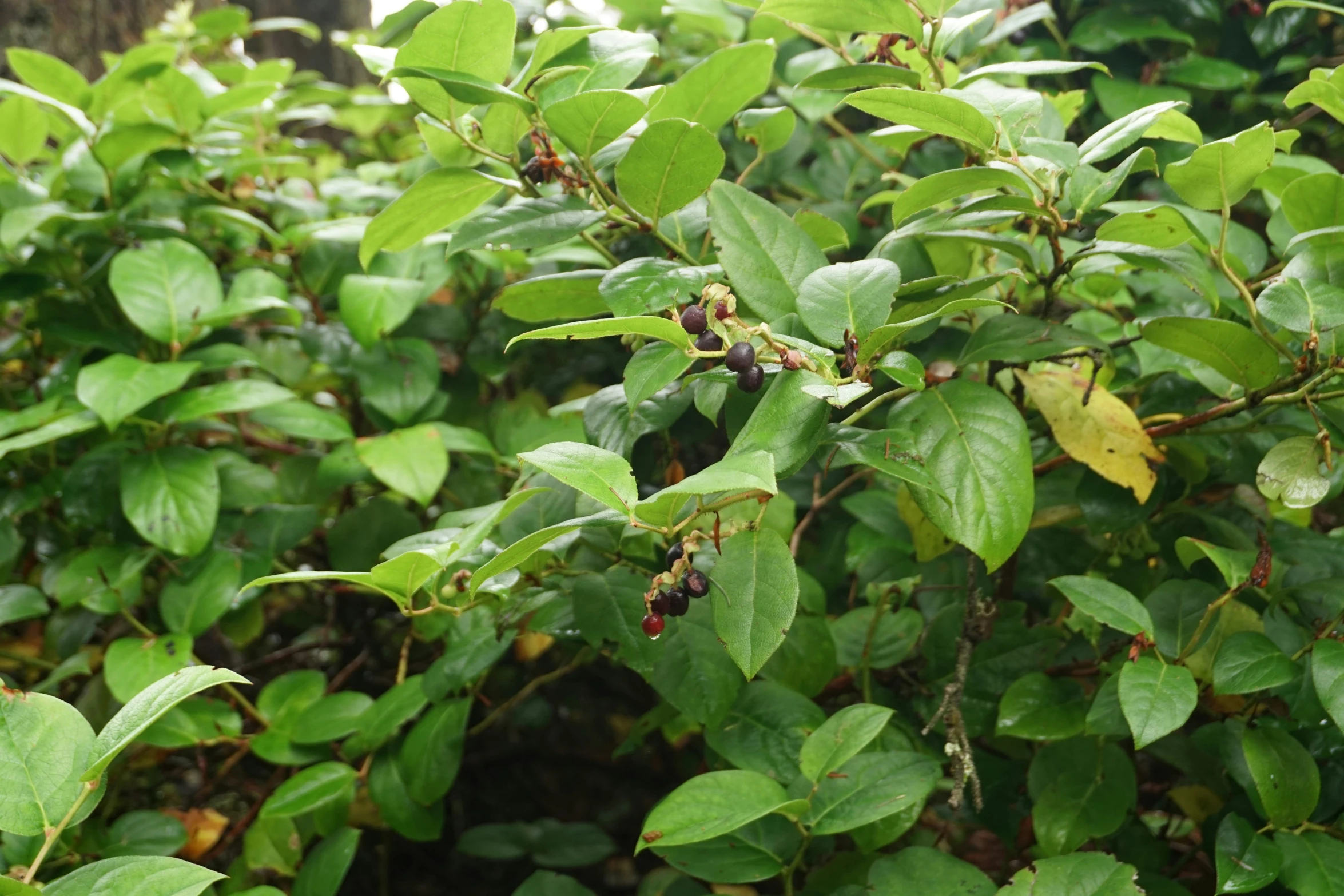 green leaves and berries are growing in the shrub