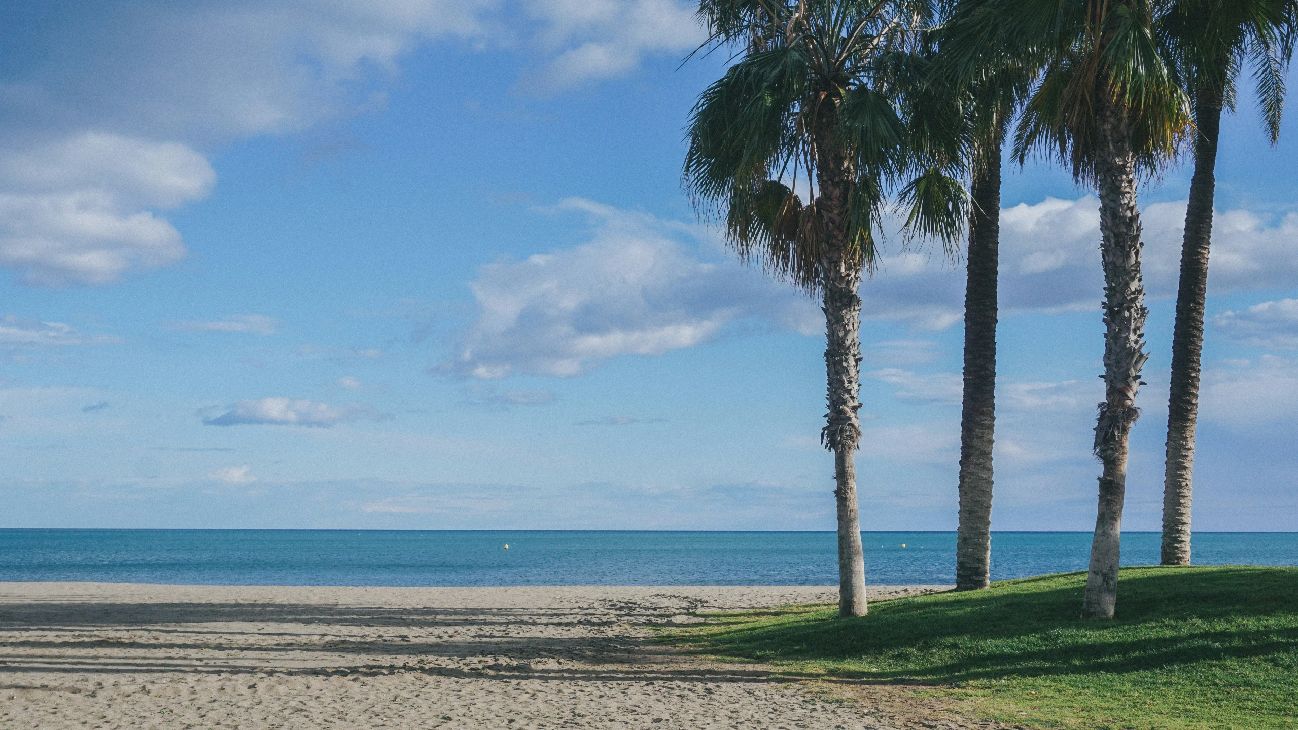 a couple of palm trees standing in front of the ocean