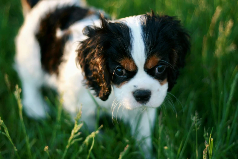 this is a small brown and white dog with one ear up