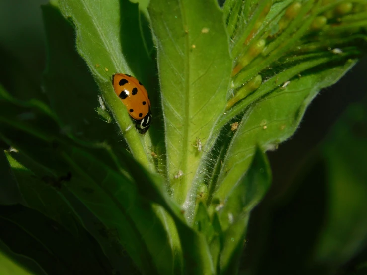 a lady bug crawling on top of a green leaf