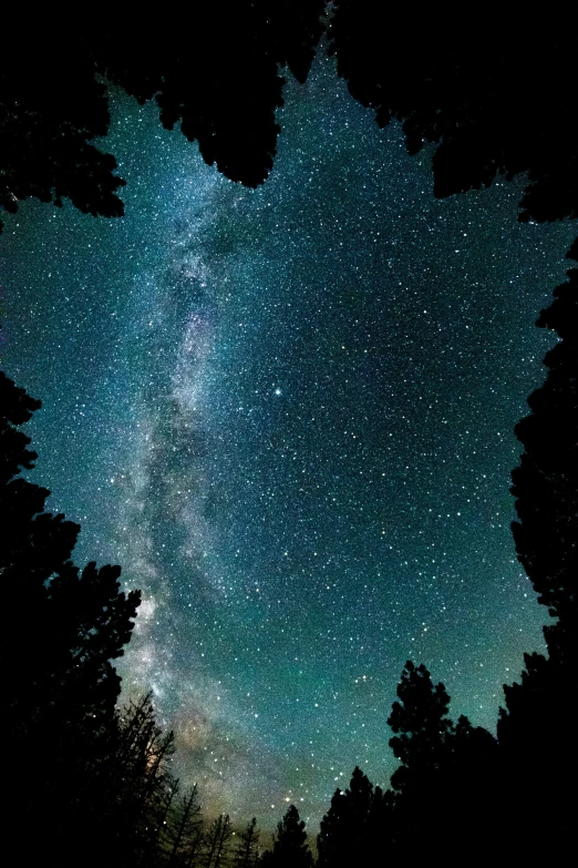 the night sky with stars in the trees