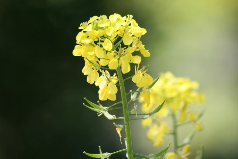 a green and yellow flower in the middle of a leaf