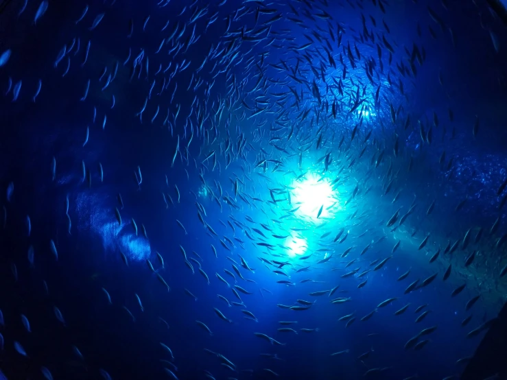 a lot of fish swimming around a blue light