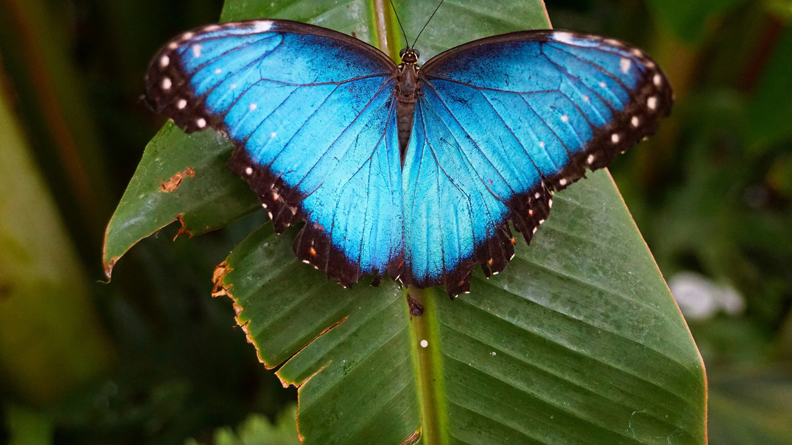 the blue erfly is sitting on the leaf