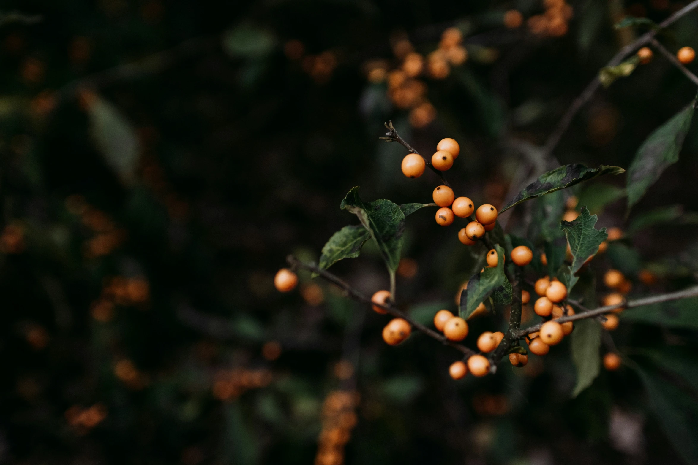 the berries on a tree are ripe and ready to be picked