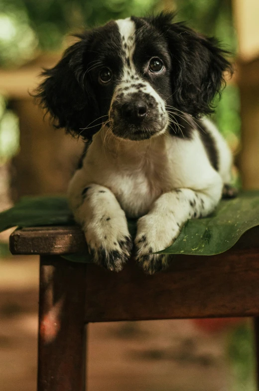 a black and white dog sitting on top of a green chair