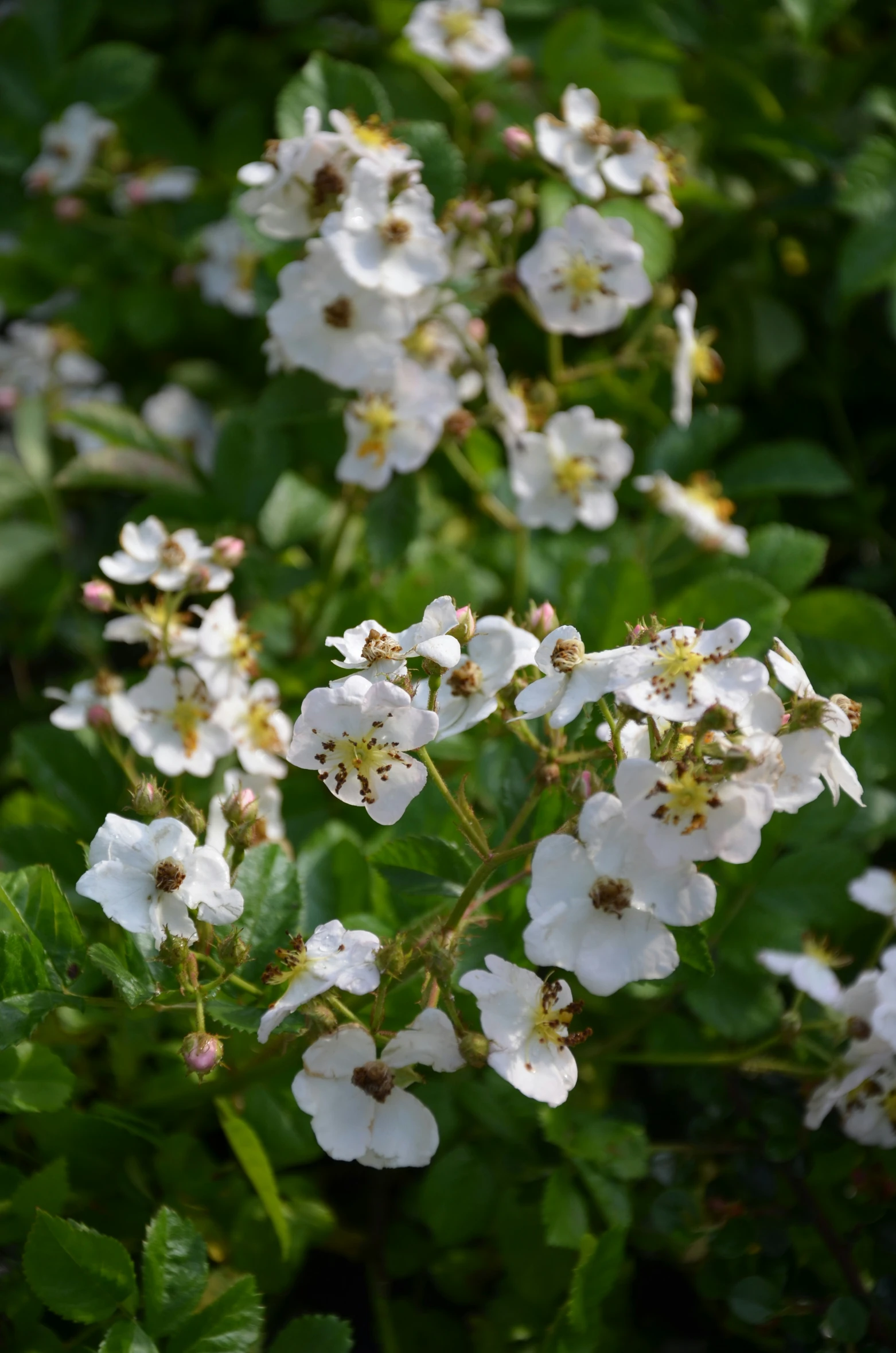 white flowers with green leaves next to each other