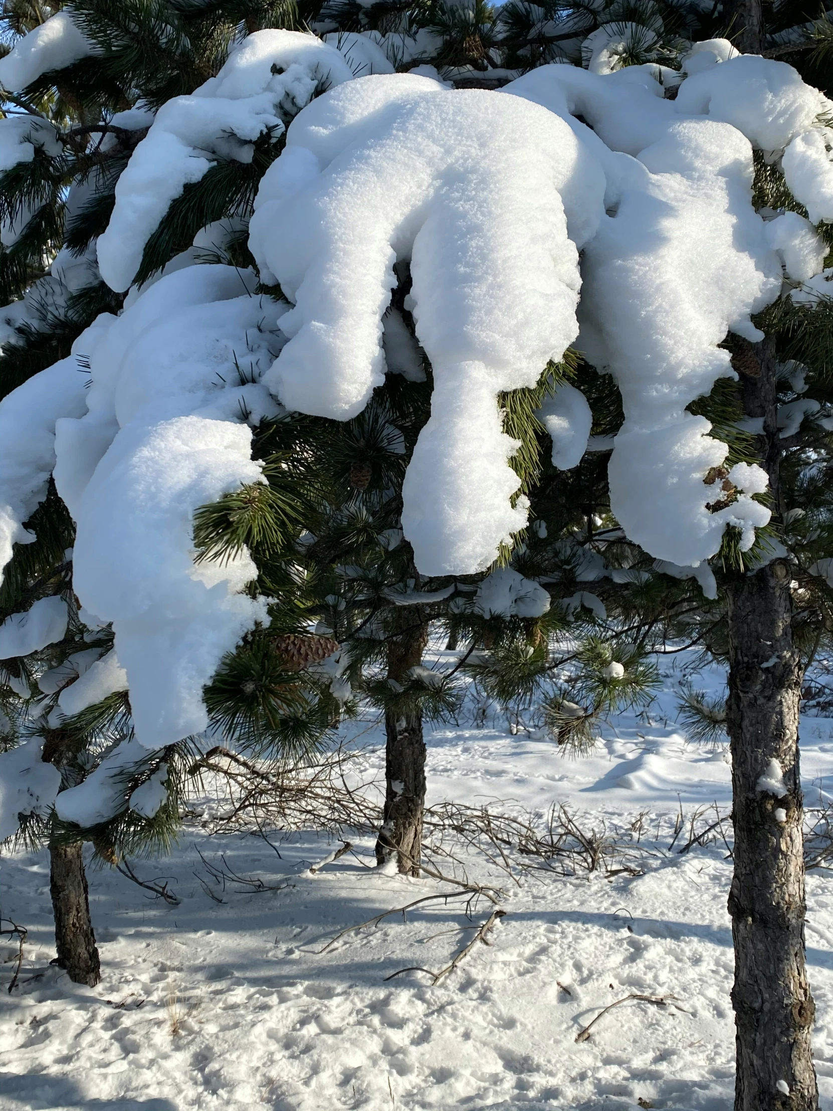 several snow covered trees in a field near bushes