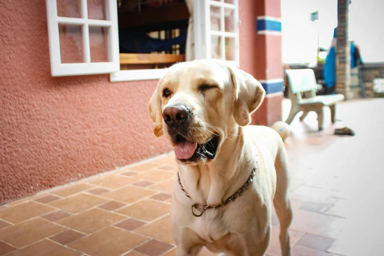 a very large dog standing outside a window