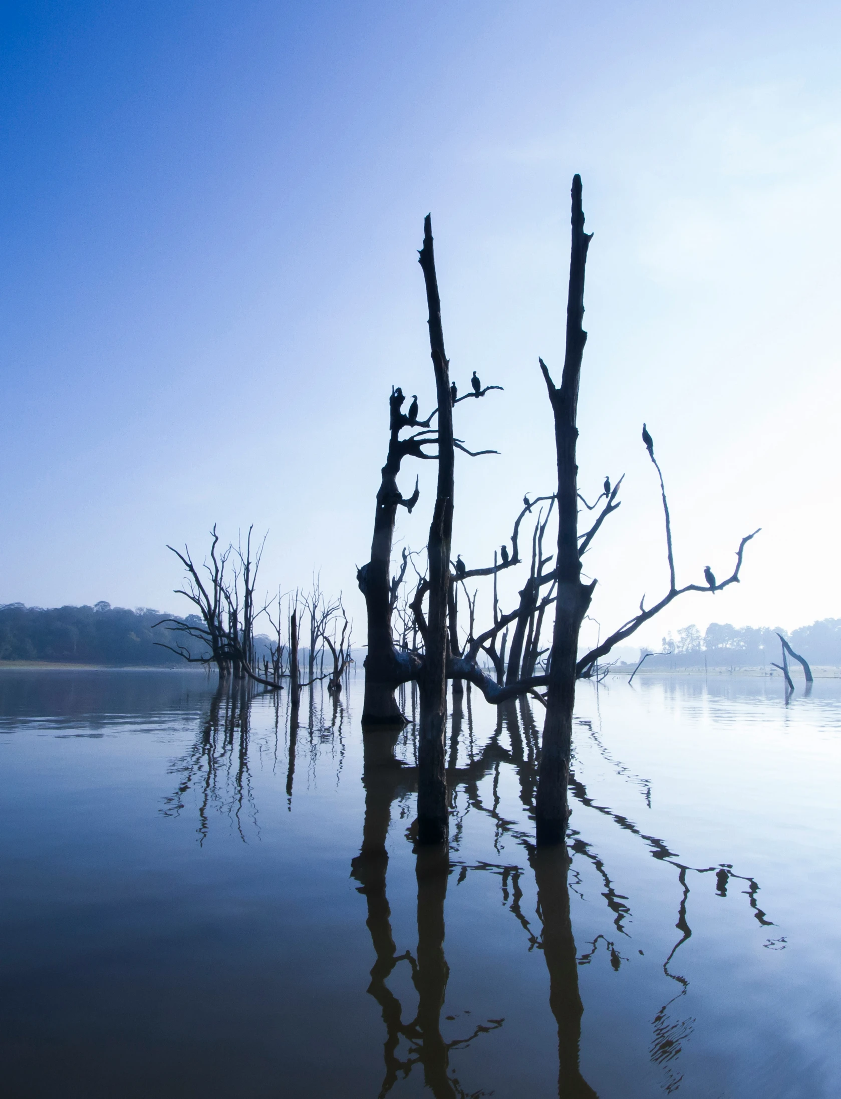 a blue sky above water covered with trees and dead nches