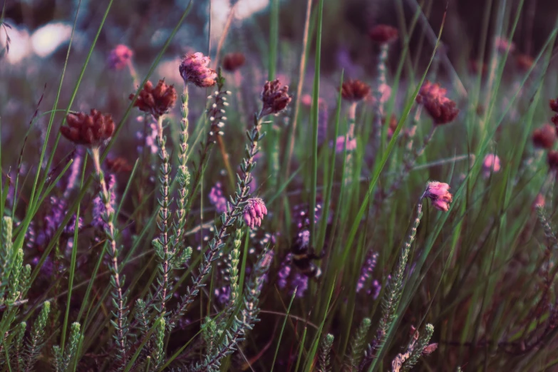 some very pretty pink flowers and tall grass