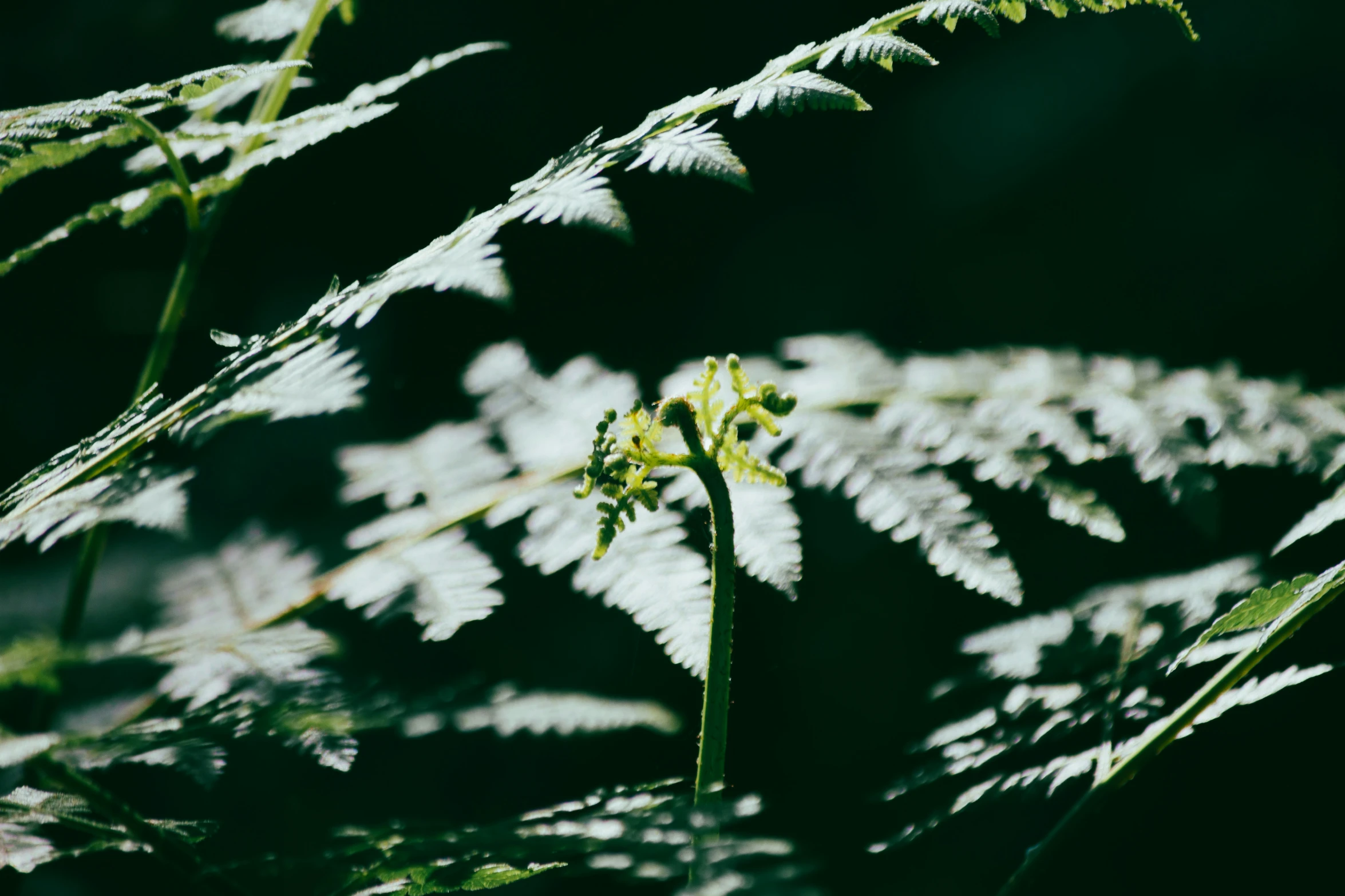 a close - up s of leaves with the back light shining on them