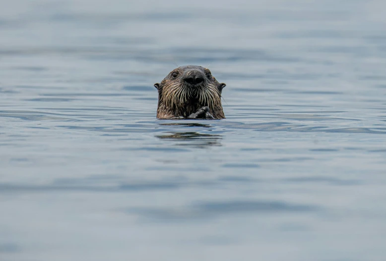 an animal is seen peeking out from the water